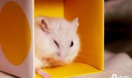 最新仓鼠皮肤爆料,萌动来袭，可爱指数爆表！